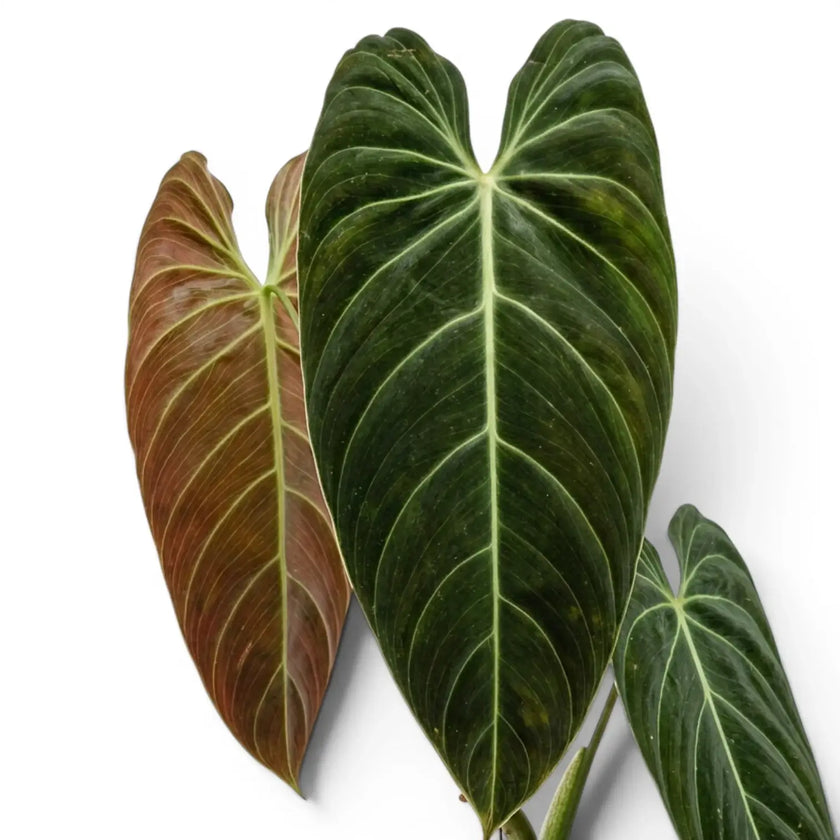 Close-up of Philodendron melanochrysum leaves.