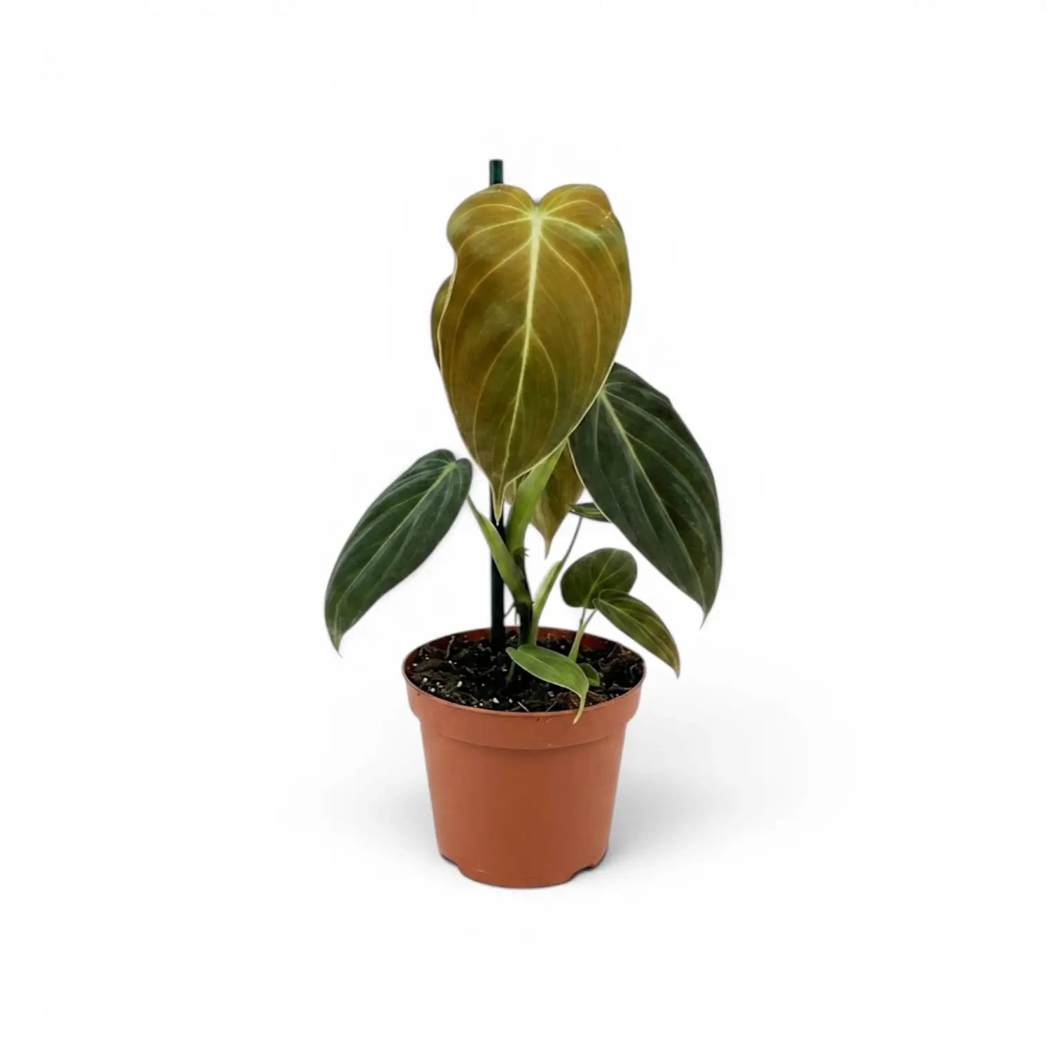 Kleiner Philodendron melanochrysum im Kulturtopf.
