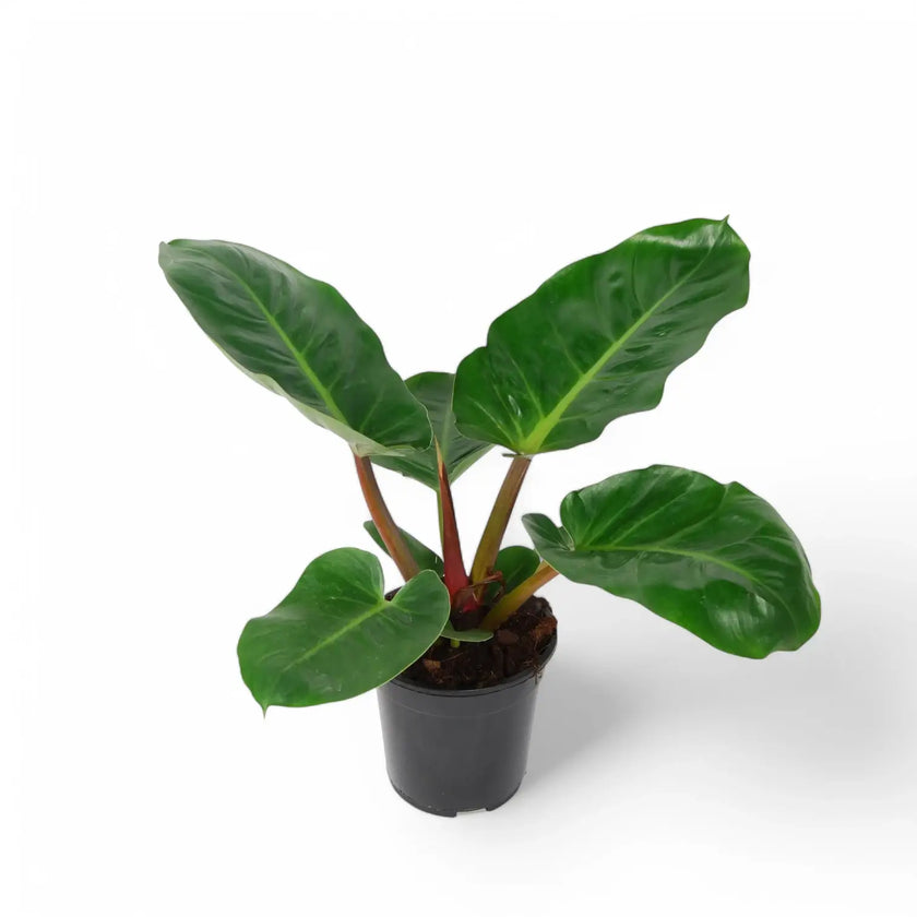 Philodendron melinonii potted plant in nursery pot on white background.