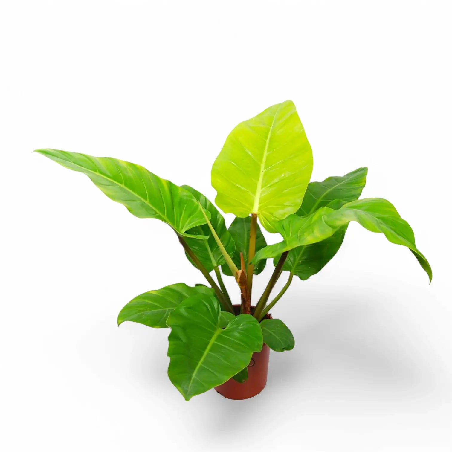 Philodendron melinonii 'Ghost' potted plant in nursery pot on white background.