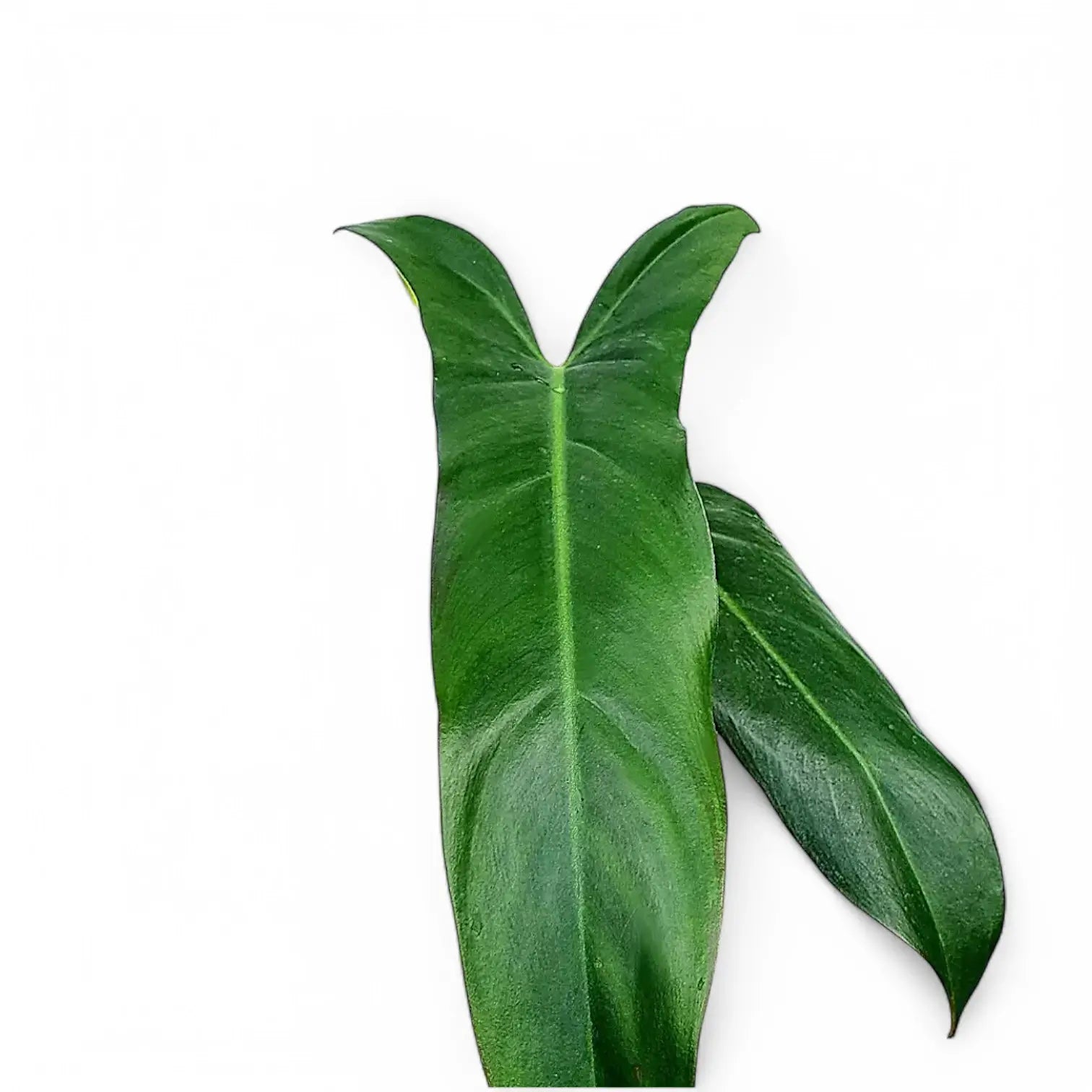 Philodendron mexicanum leaf close-up on white background.
