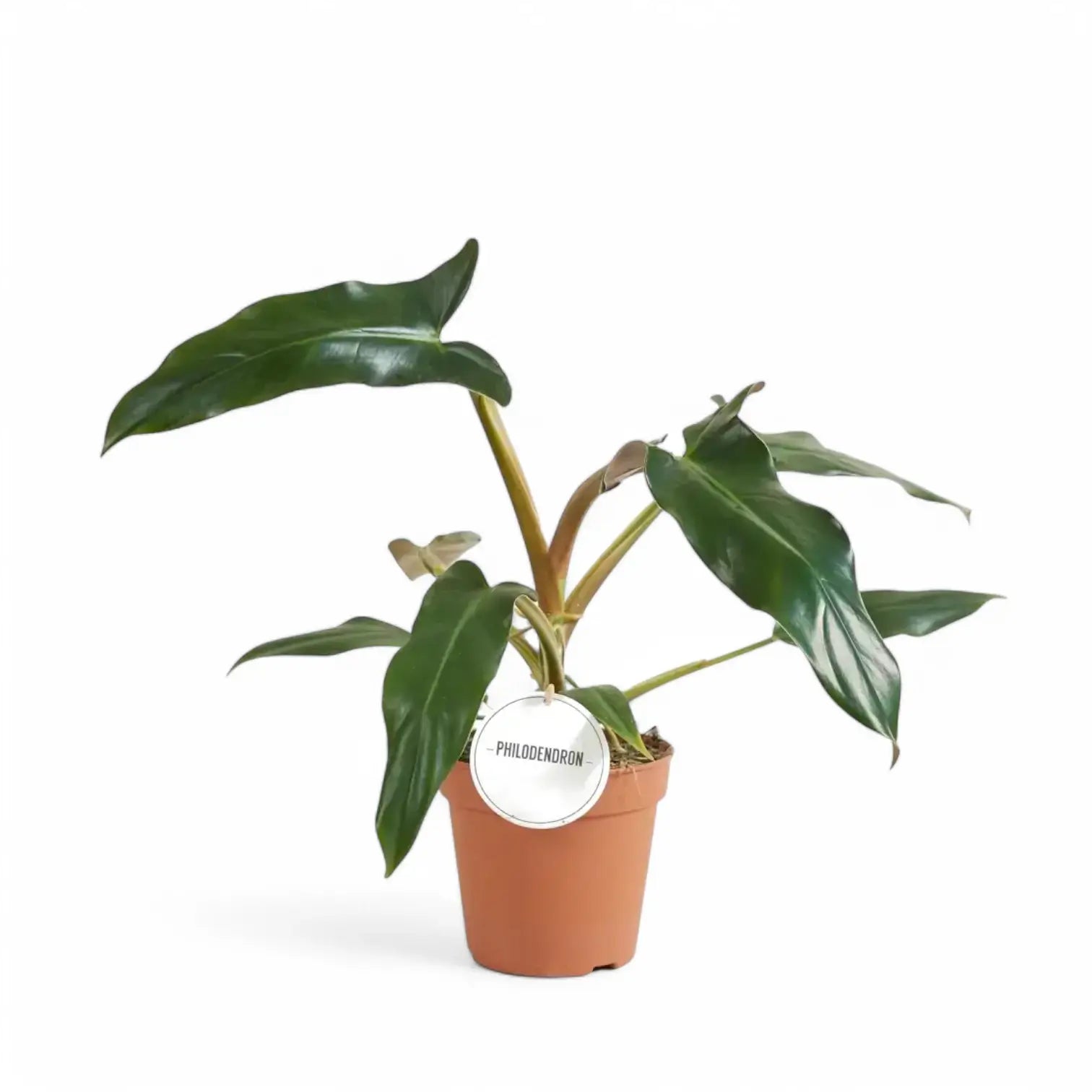 Philodendron mexicanum potted plant in nursery pot on white background.