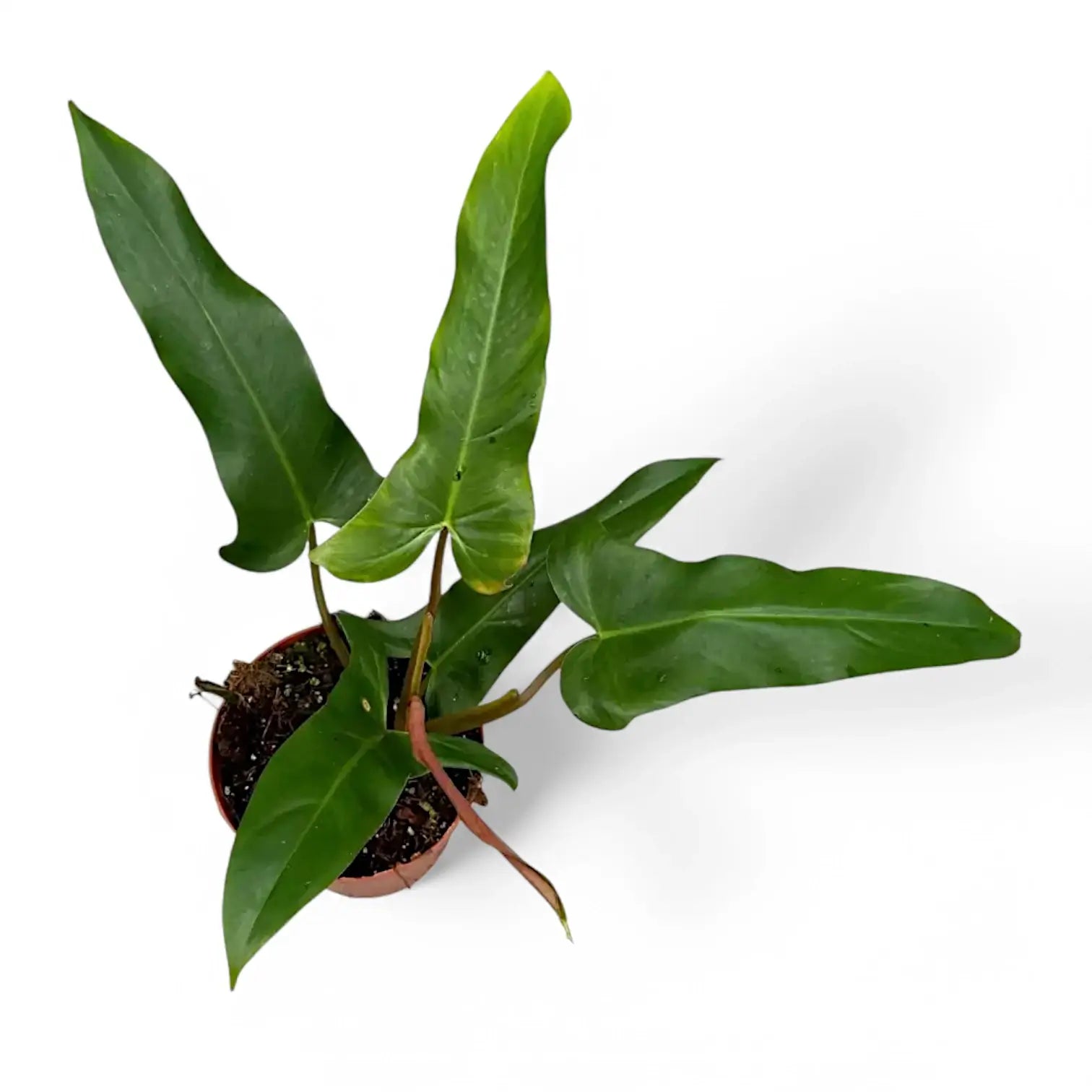 Philodendron mexicanum potted plant in nursery pot on white background.