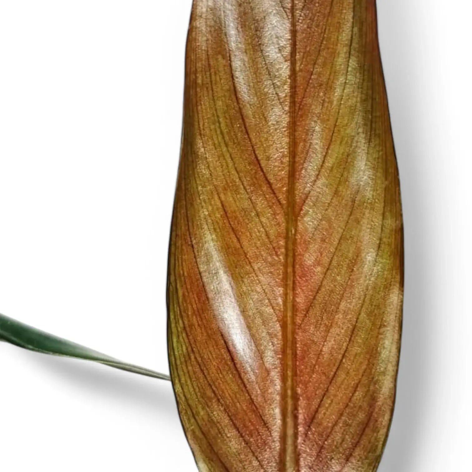 Philodendron mexicanum potted plant in nursery pot on white background.