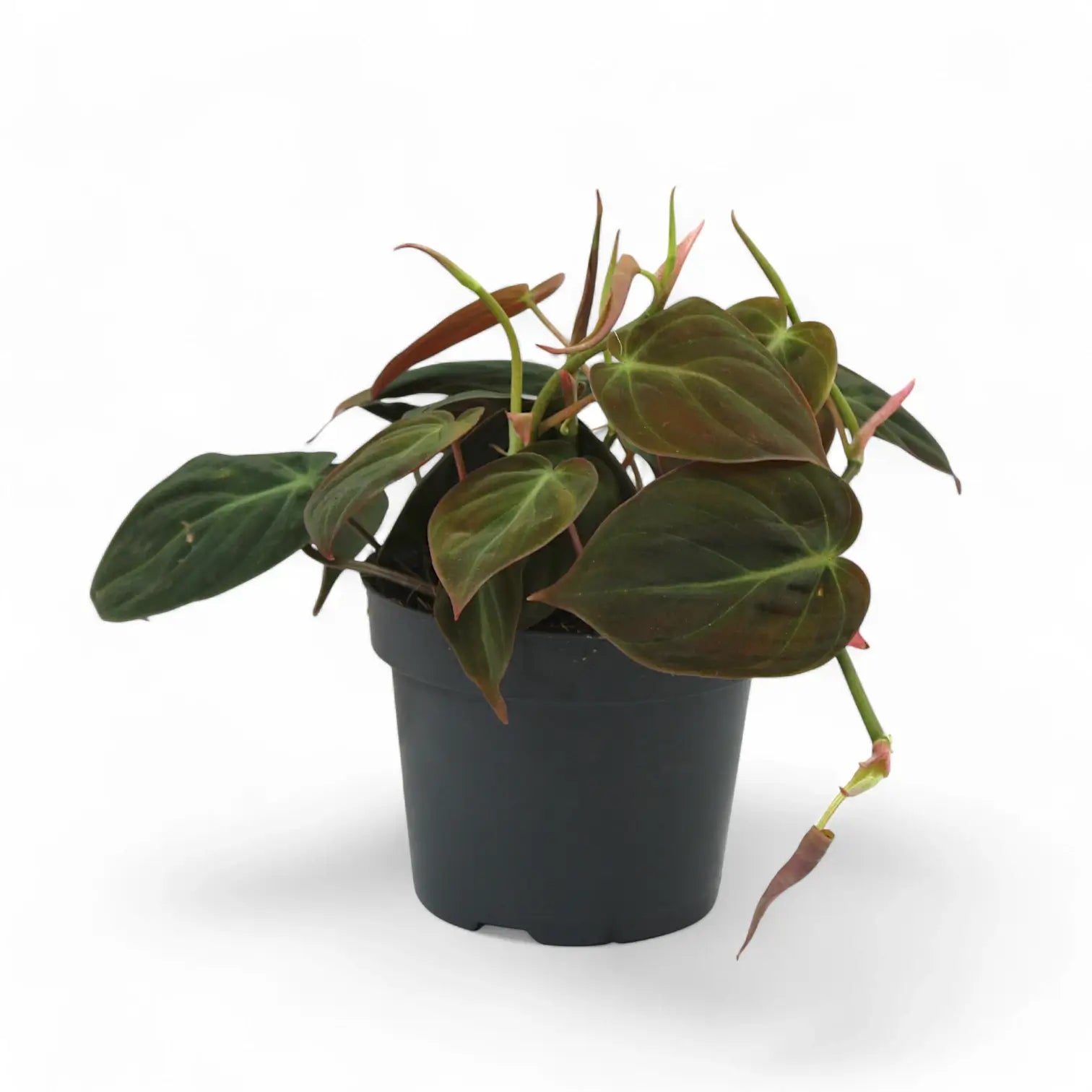 Philodendron micans (Philodendron hederaceum var. hederaceum) – Topfpflanze im Kulturtopf vor weißem Hintergrund, Produktfoto 3.