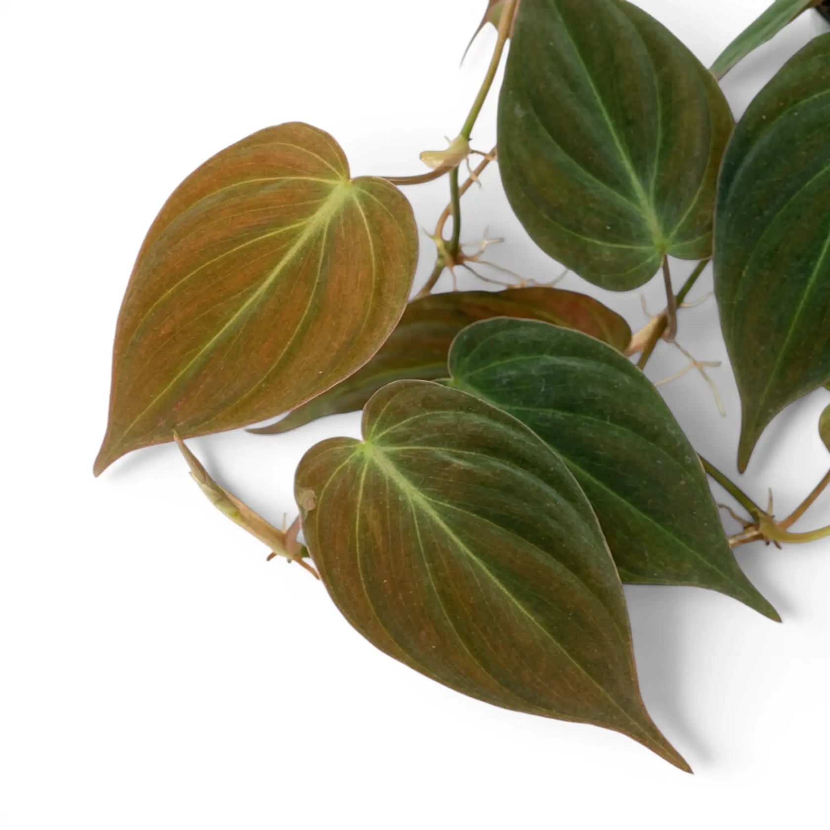 Nahaufnahme der Blätter von Philodendron micans.