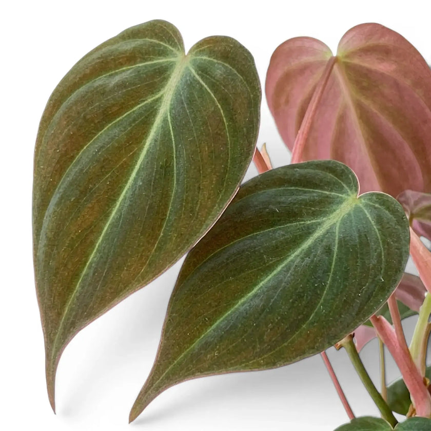 Nahaufnahme der Blätter von Philodendron micans.