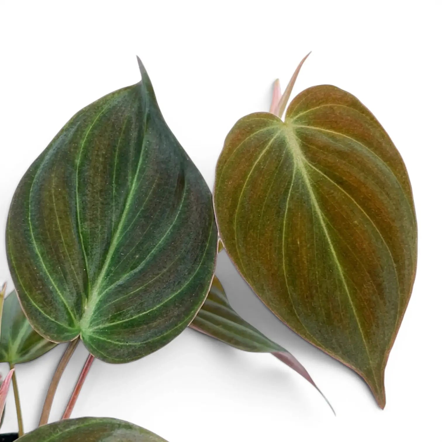 Nahaufnahme der Blätter von Philodendron micans.