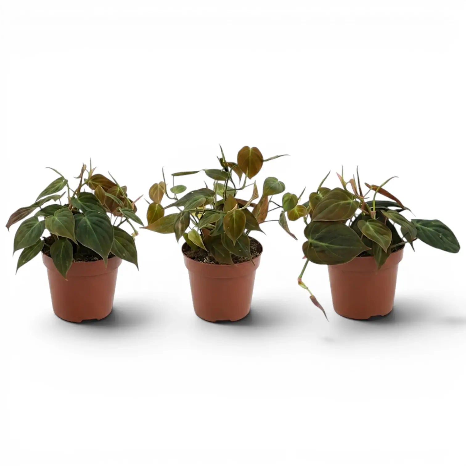 Philodendron micans im Kulturtopf.