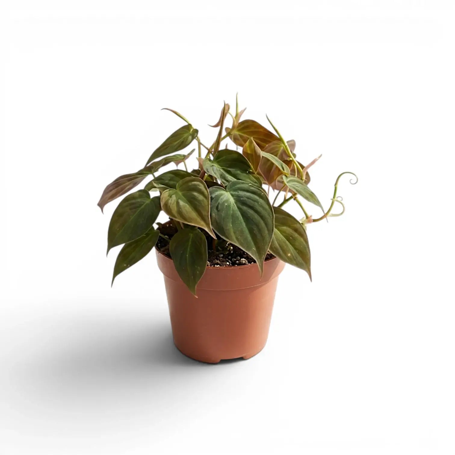 Philodendron micans im Kulturtopf.