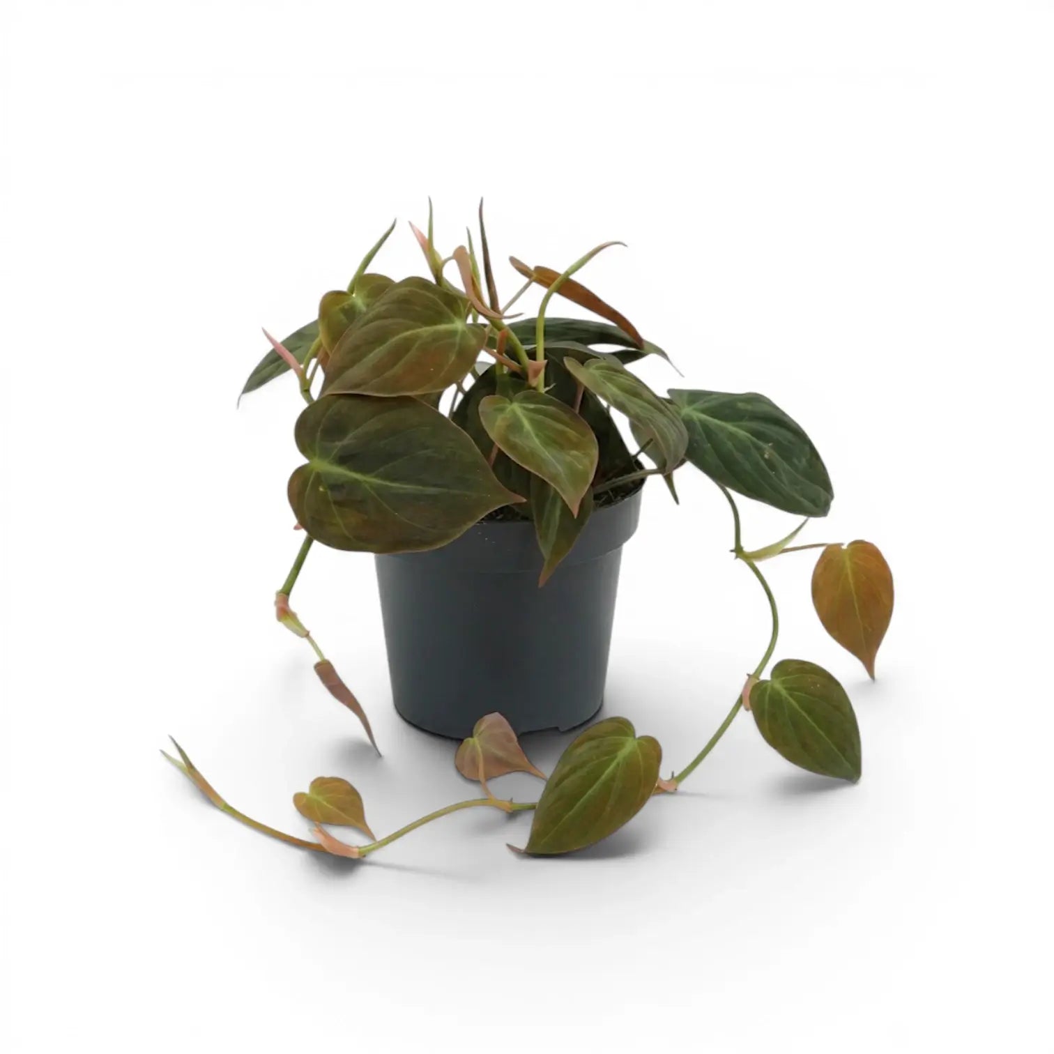 Philodendron micans im Kulturtopf.