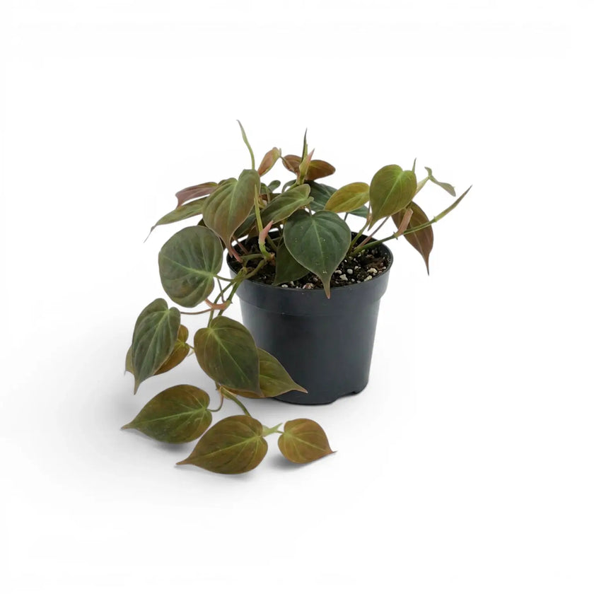 Philodendron micans im Kulturtopf.