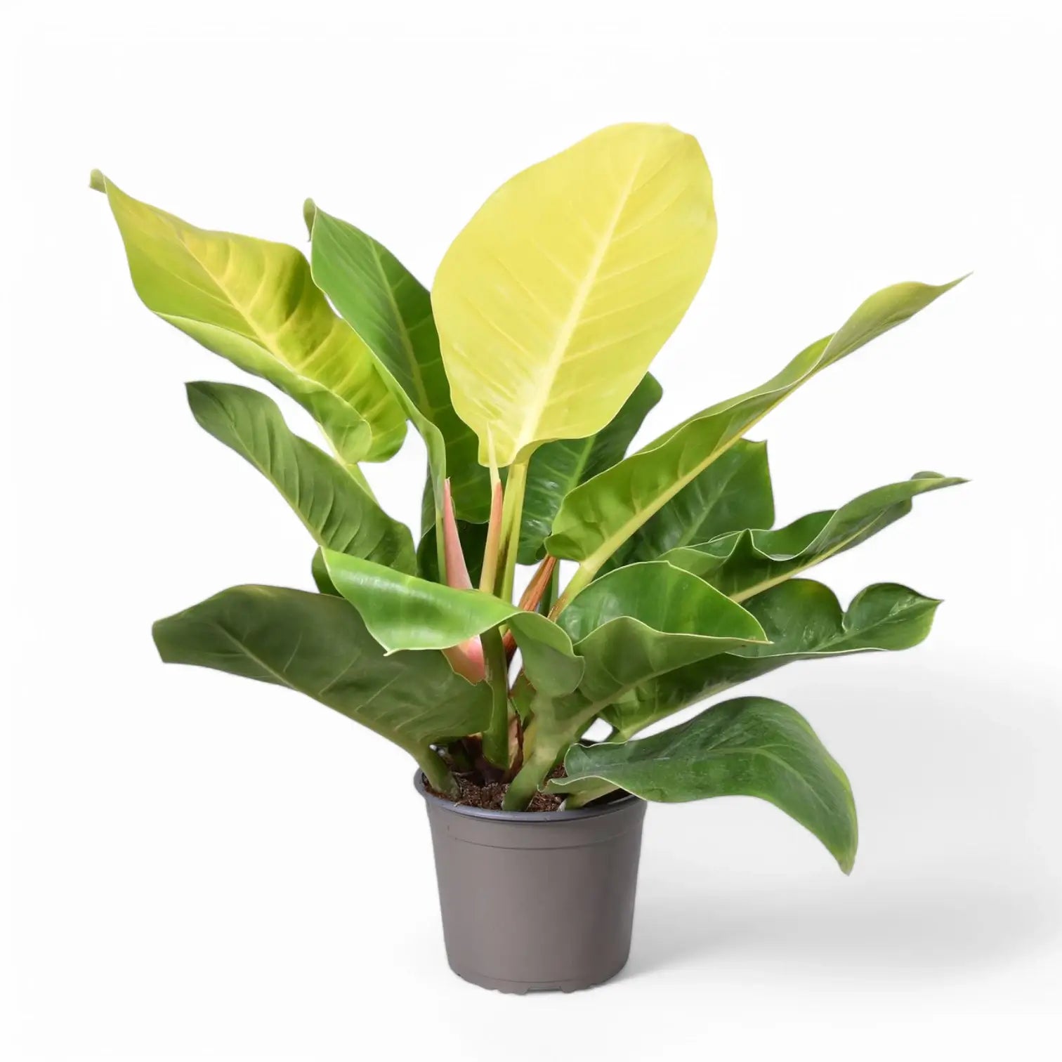 Philodendron 'Moonlight' potted plant in nursery pot on white background.