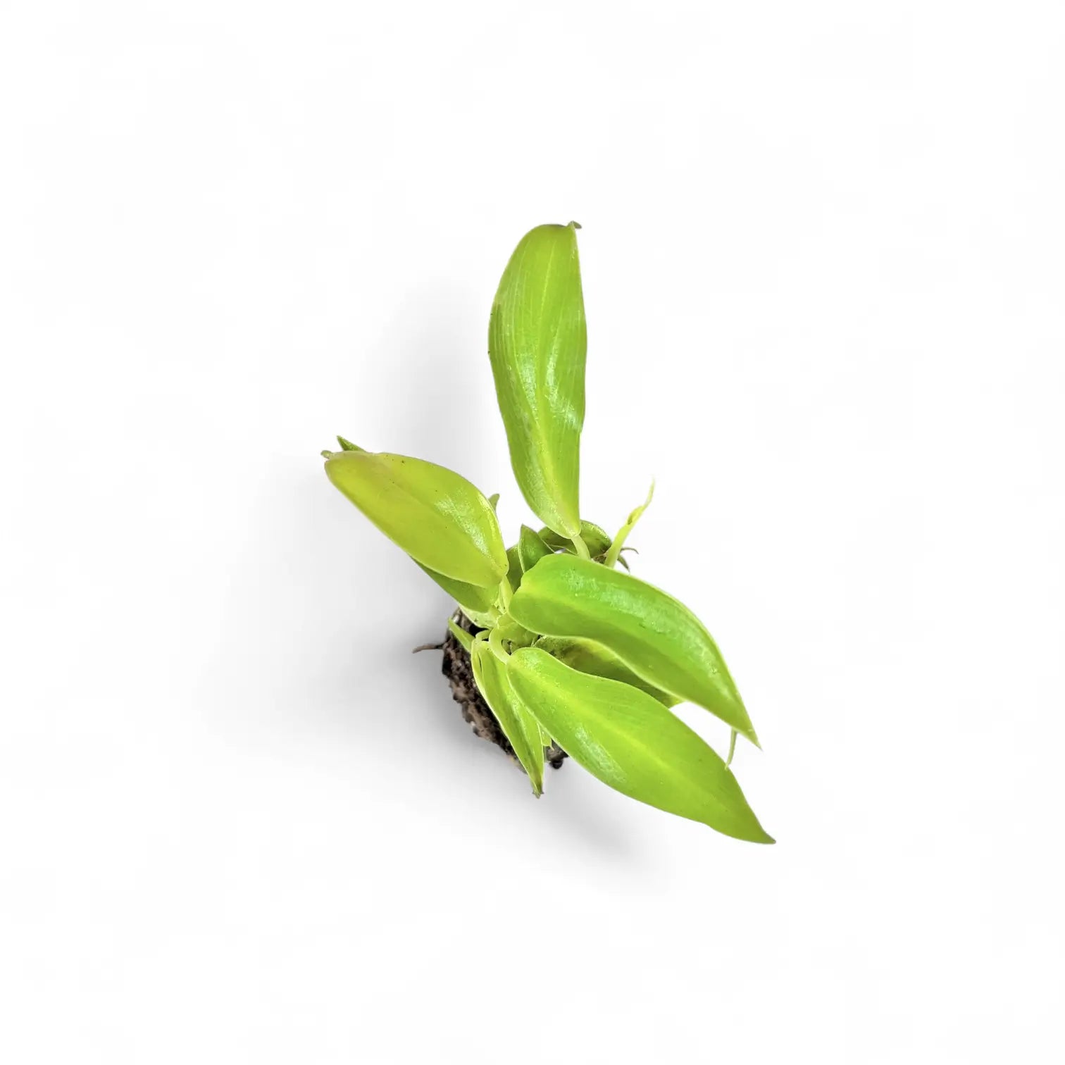 Philodendron 'Moonlight' potted plant in nursery pot on white background.