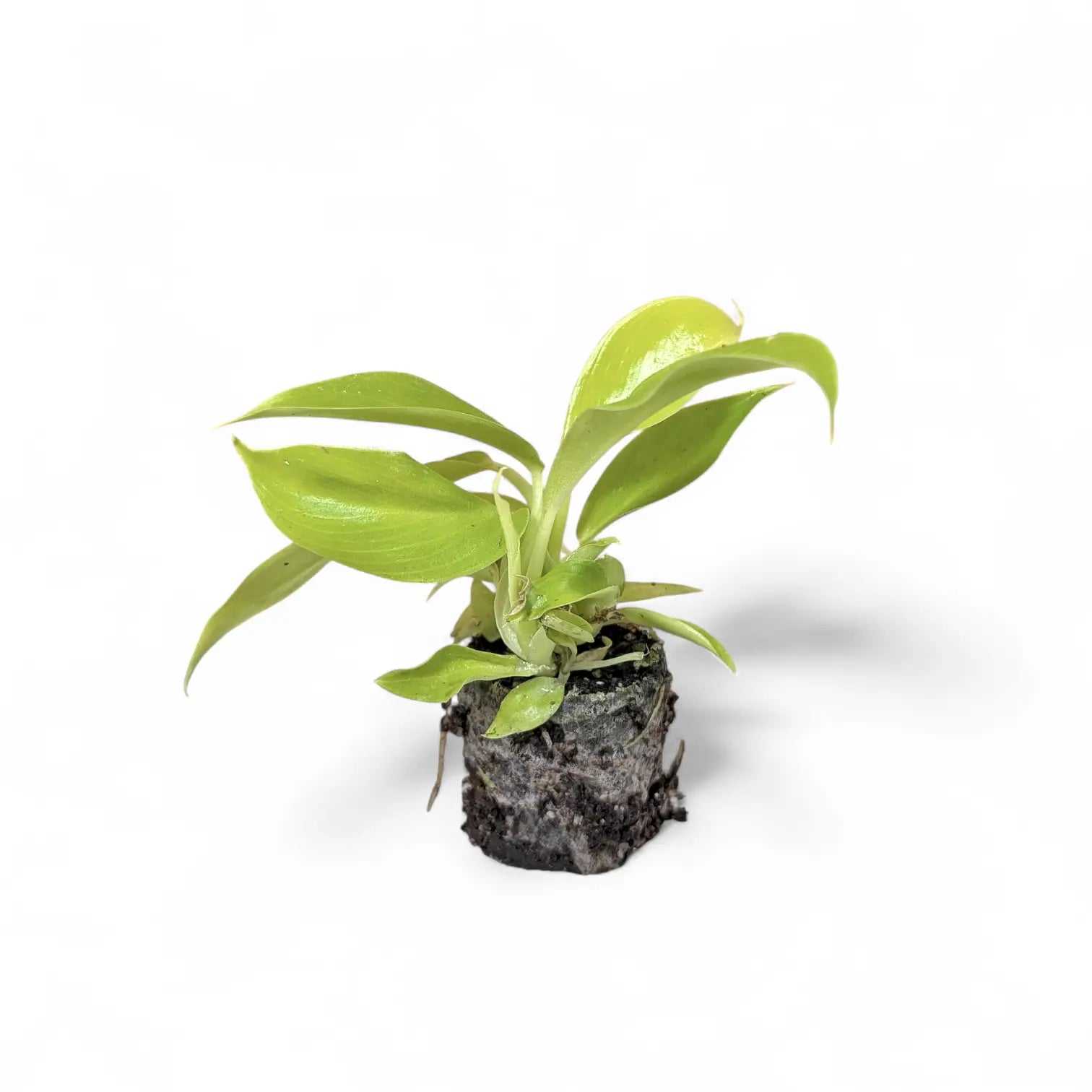 Philodendron 'Moonlight' potted plant in nursery pot on white background.