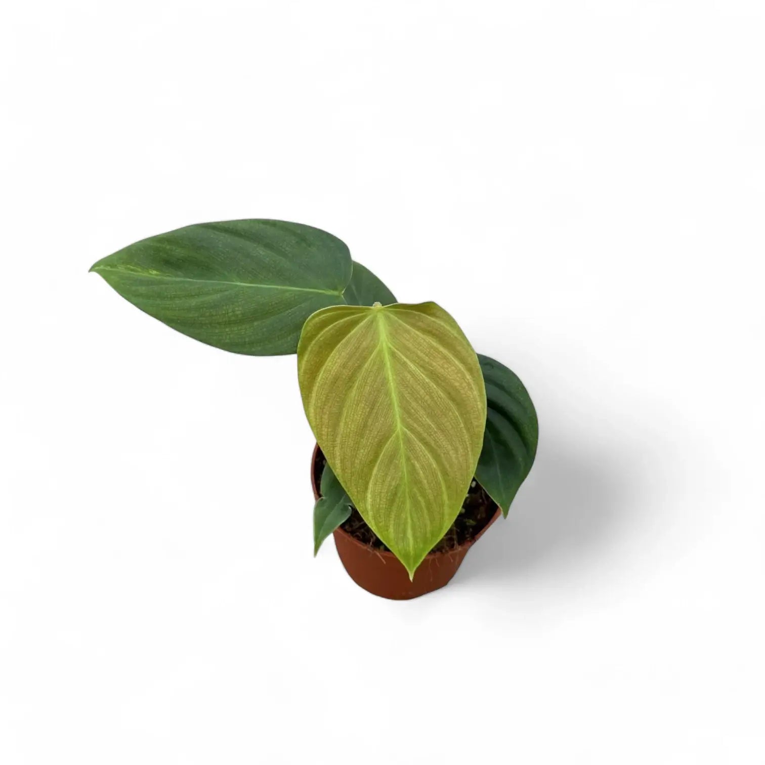 Philodendron nangaritense potted plant in nursery pot on white background.