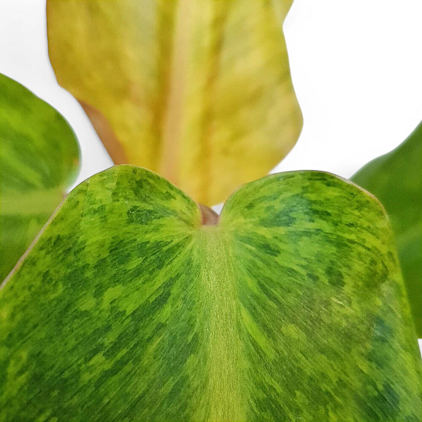 Philodendron 'Orange marmalade' ('Quadcolor') – Blattdetail vor weißem Hintergrund..