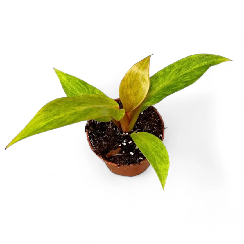 Philodendron 'Orange marmalade' ('Quadcolor') Zimmerpflanze im Anzuchttopf vor weißem Hintergrund, Produktfoto 2.