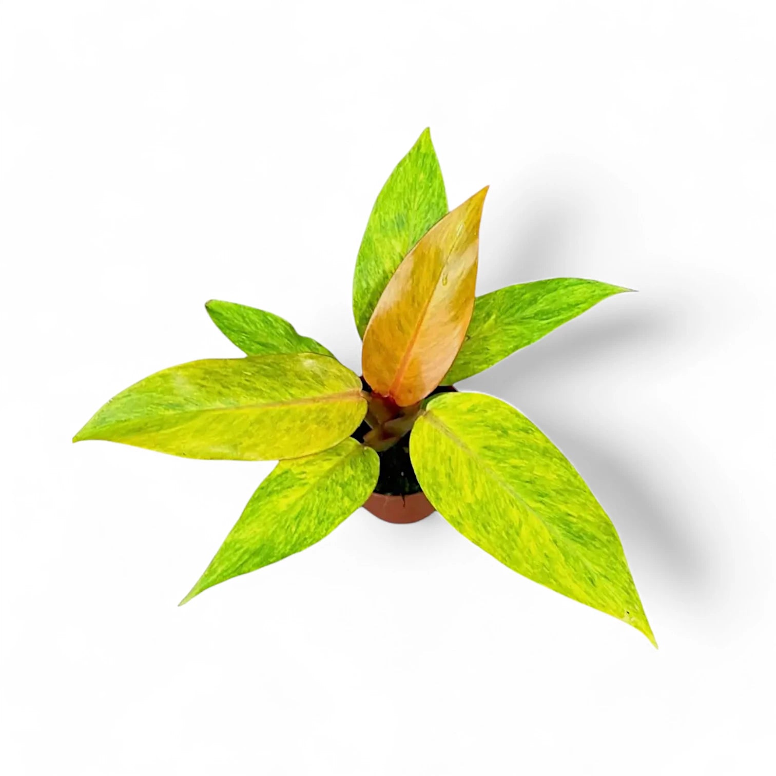 Philodendron 'Orange marmalade' ('Quadcolor') potted plant in nursery pot on white background.