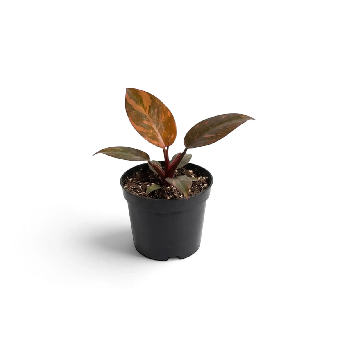 Baby Philodendron ‘Orange Princess’ showing glossy foliage with apricot, peach, cream and green