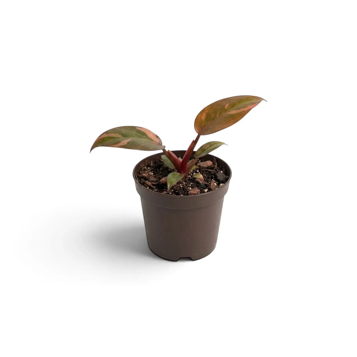 Young Philodendron ‘Orange Princess’ in a small pot, showing peach, yellow-green and green foliage