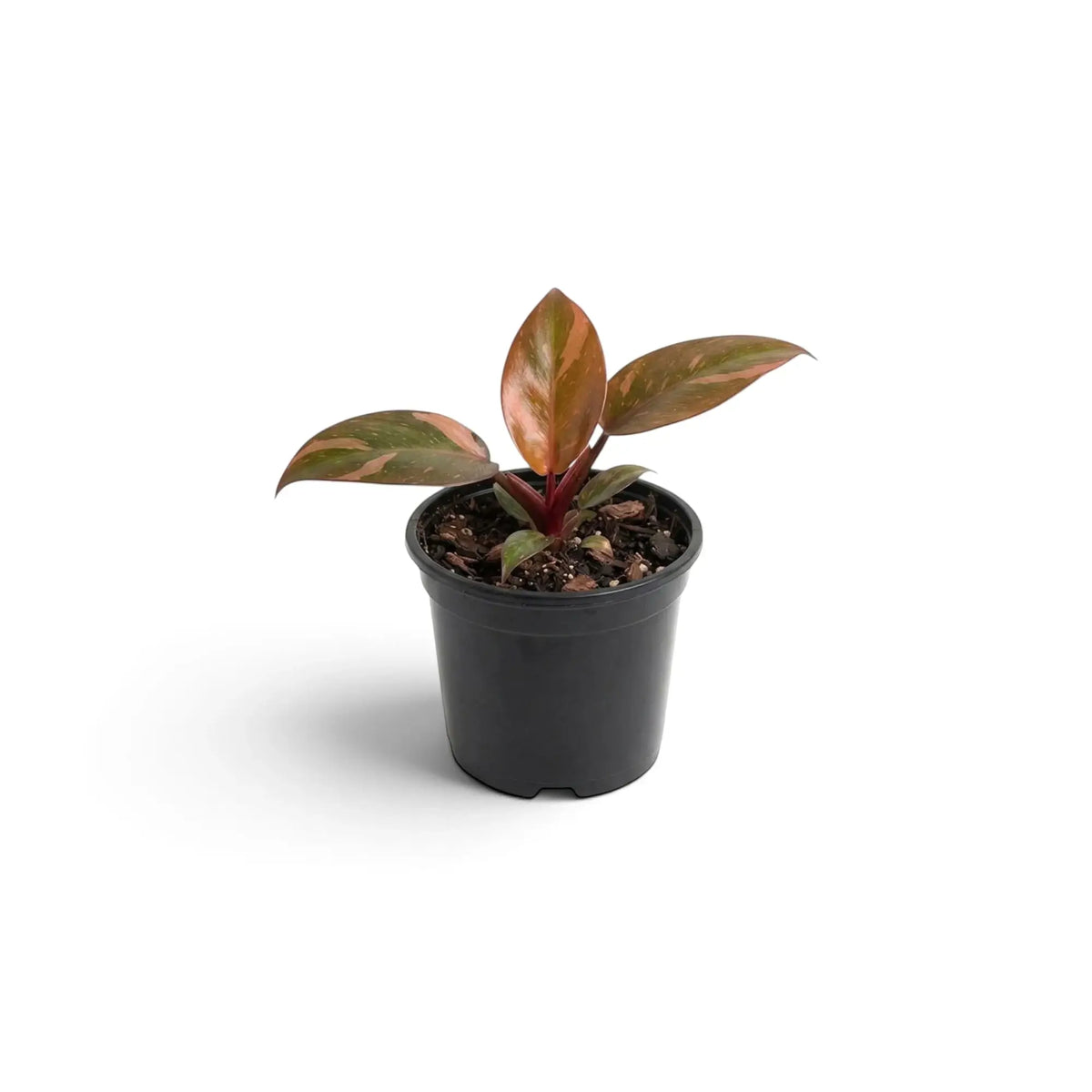 Baby Philodendron ‘Orange Princess’ with glossy green leaves marbled in orange, apricot and cream