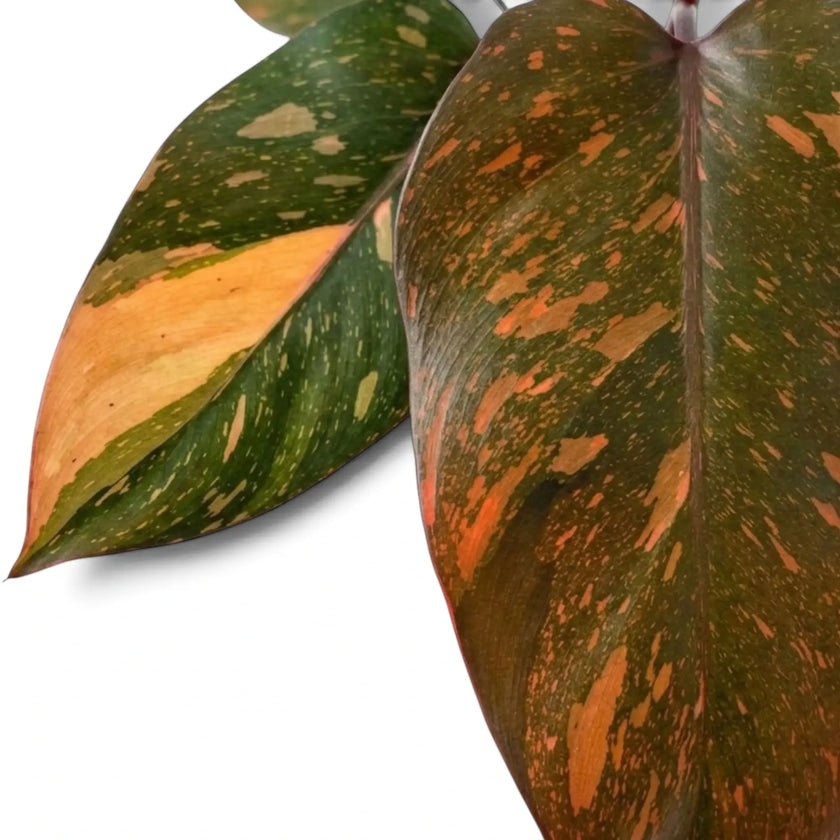 Philodendron ‘Orange Princess’ leaf detail with orange, apricot and cream marbling and a burgundy petiole