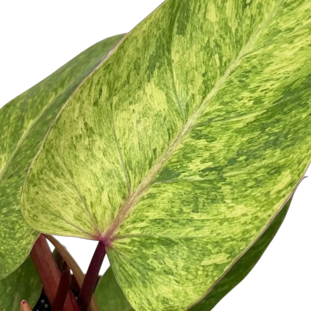 Nahaufnahme von Philodendron ‘Painted Lady’ mit limettengrün marmorierten Blättern und roten Blattstielen.
