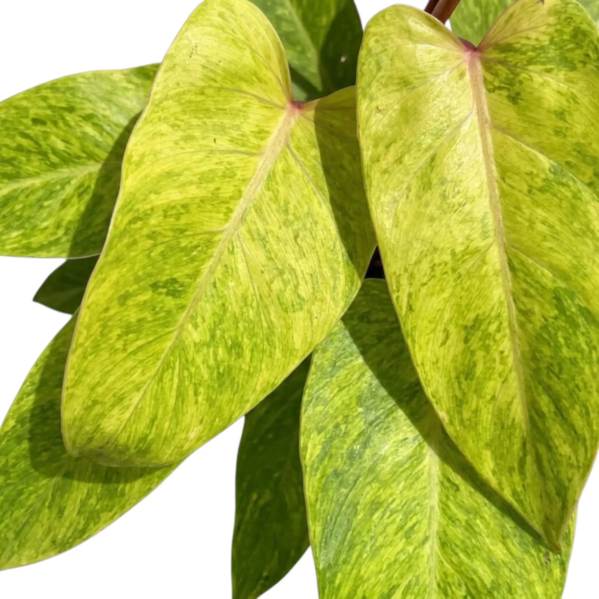 Nahaufnahme von Philodendron ‘Painted Lady’ mit limettengrün marmorierten Blättern und roten Blattstielen.