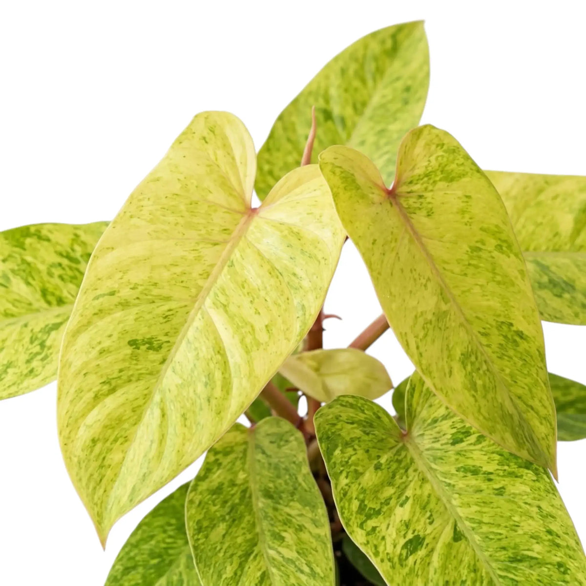 Nahaufnahme von Philodendron ‘Painted Lady’ mit limettengrün marmorierten Blättern und roten Blattstielen.