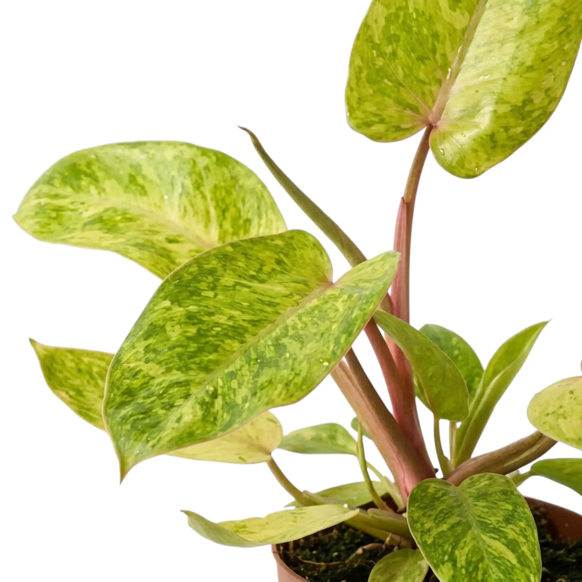 Nahaufnahme von Philodendron ‘Painted Lady’ mit limettengrün marmorierten Blättern und roten Blattstielen.