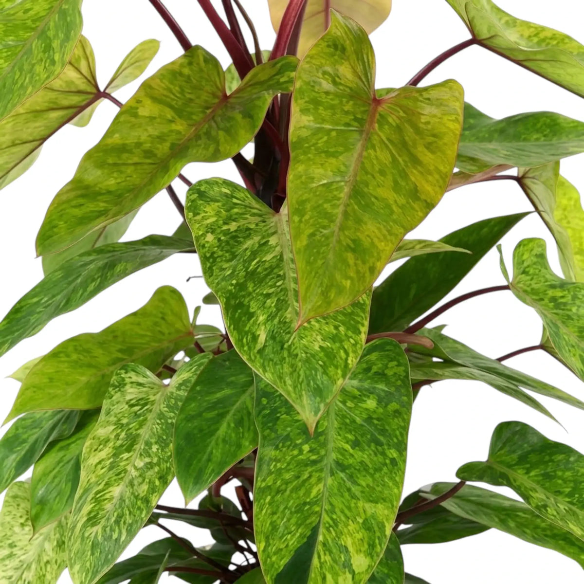 Nahaufnahme von Philodendron ‘Painted Lady’ mit limettengrün marmorierten Blättern und roten Blattstielen.