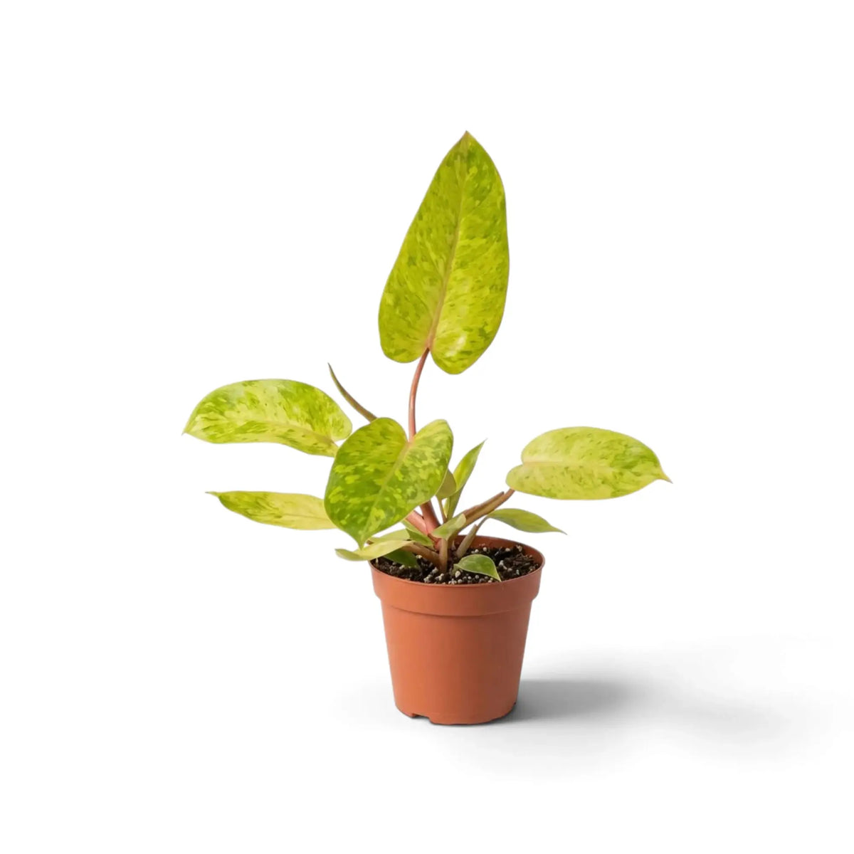 Philodendron ‘Painted Lady’ mit limettengrün marmorierten Blättern und leuchtend roten Blattstielen im Kulturtopf.