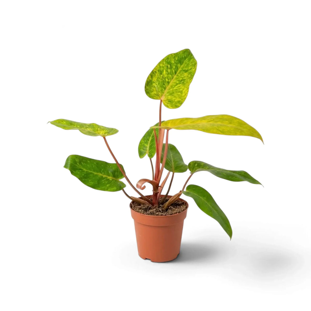 Philodendron ‘Painted Lady’ mit limettengrün marmorierten Blättern und leuchtend roten Blattstielen im Kulturtopf.
