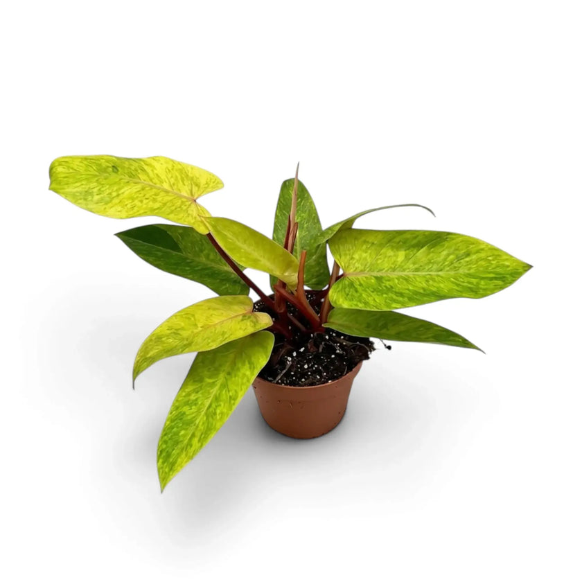 Philodendron ‘Painted Lady’ with lime-green mottled leaves and vivid red leaf stalks in a nursery pot.