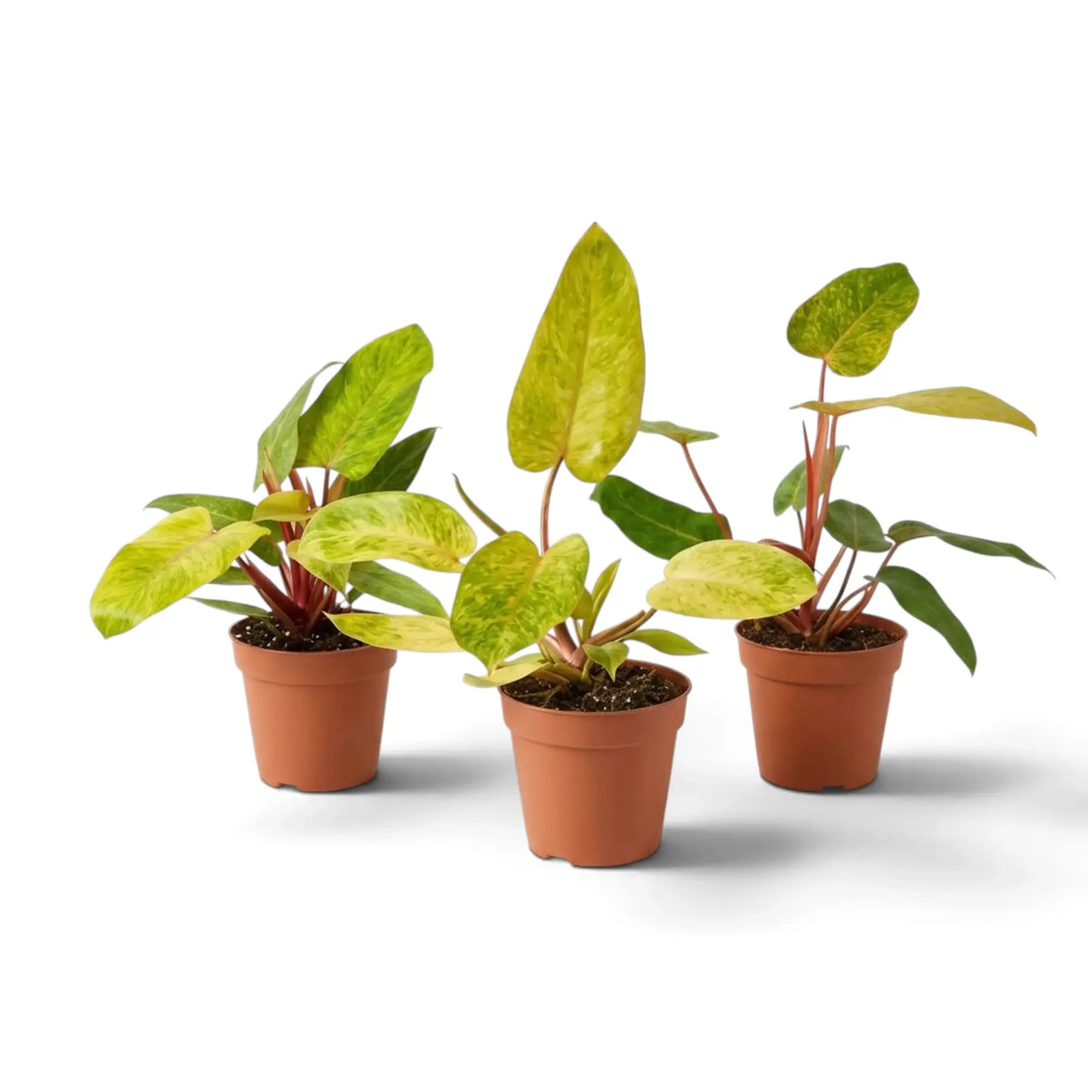 Philodendron ‘Painted Lady’ mit limettengrün marmorierten Blättern und leuchtend roten Blattstielen im Kulturtopf.