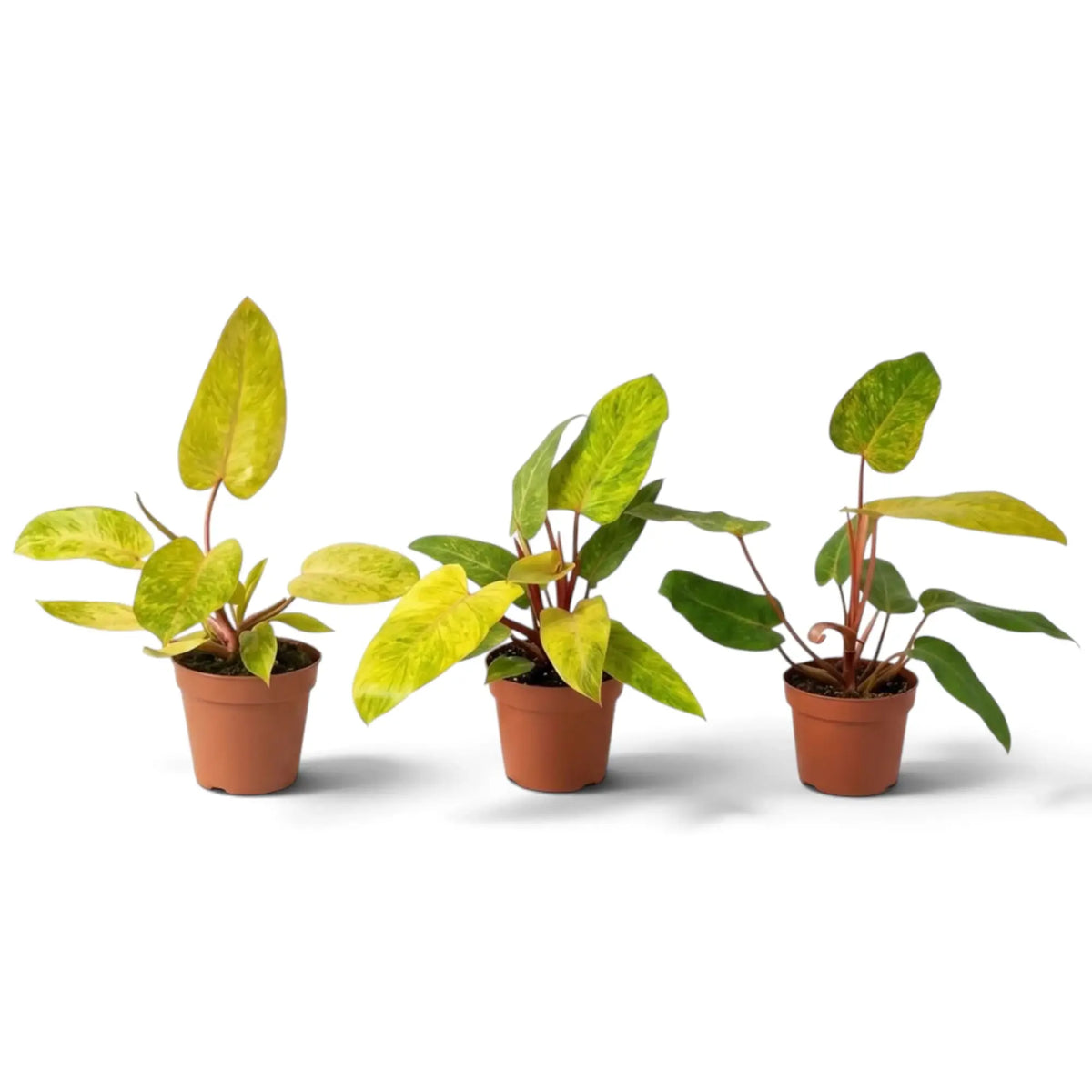 Philodendron ‘Painted Lady’ mit limettengrün marmorierten Blättern und leuchtend roten Blattstielen im Kulturtopf.
