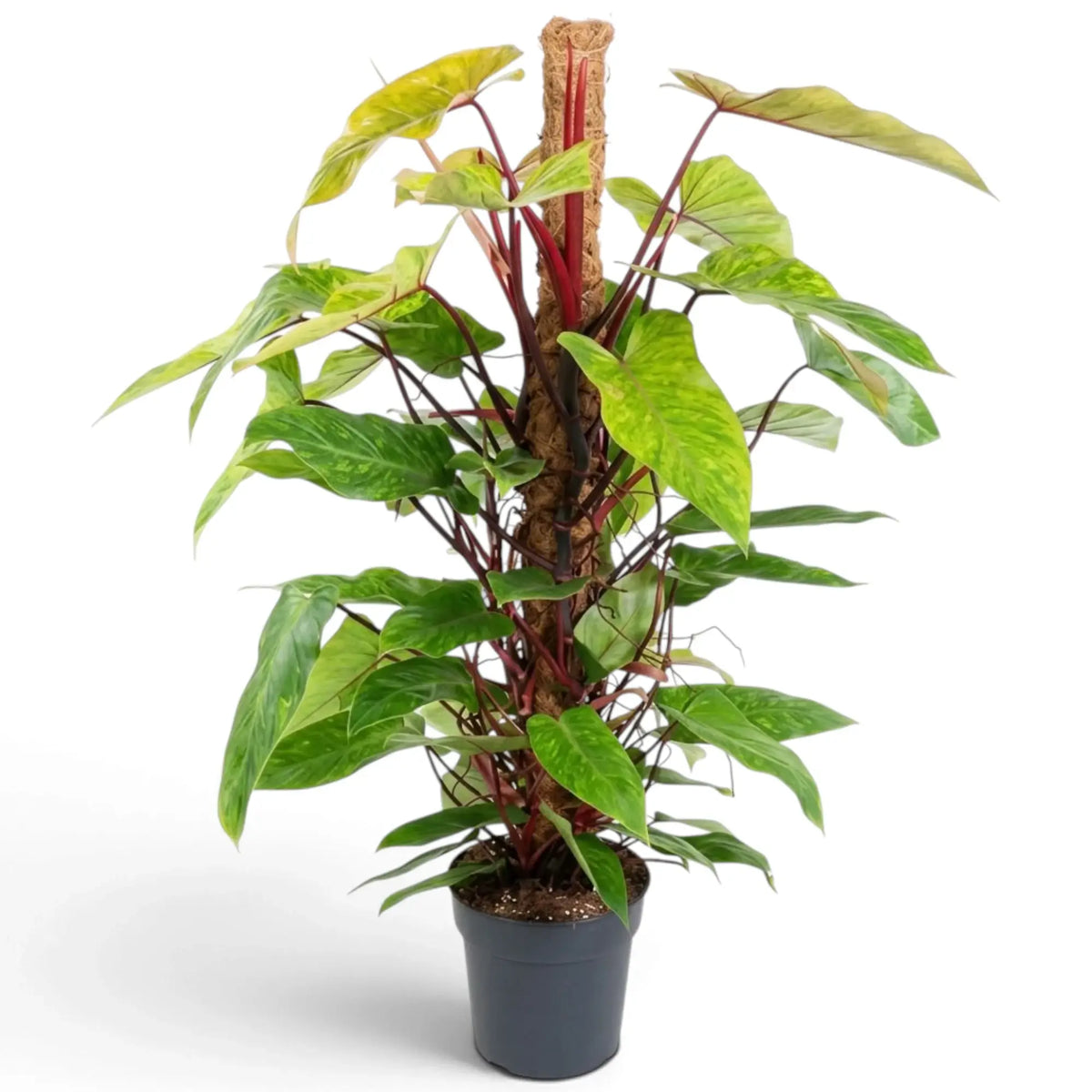 Großer Philodendron ‘Painted Lady’ mit limettengrün marmorierten Blättern an leuchtend roten Klettertrieben.