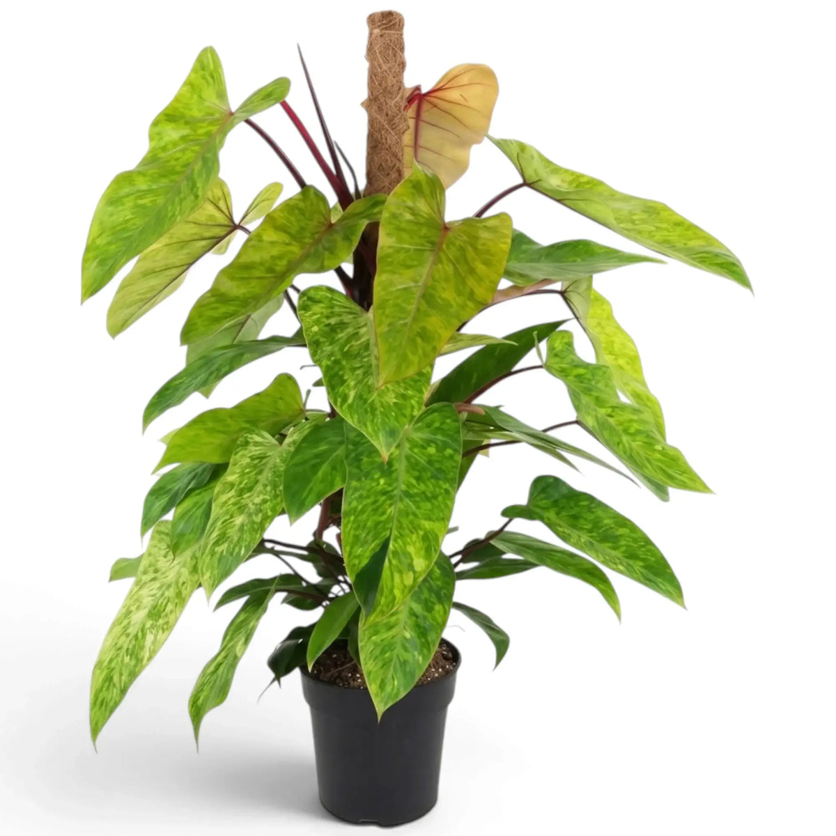 Großer Philodendron ‘Painted Lady’ mit limettengrün marmorierten Blättern an leuchtend roten Klettertrieben.