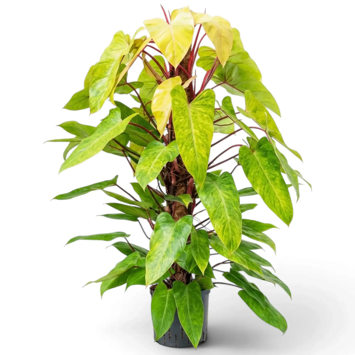 Großer Philodendron ‘Painted Lady’ mit limettengrün marmorierten Blättern an leuchtend roten Klettertrieben.