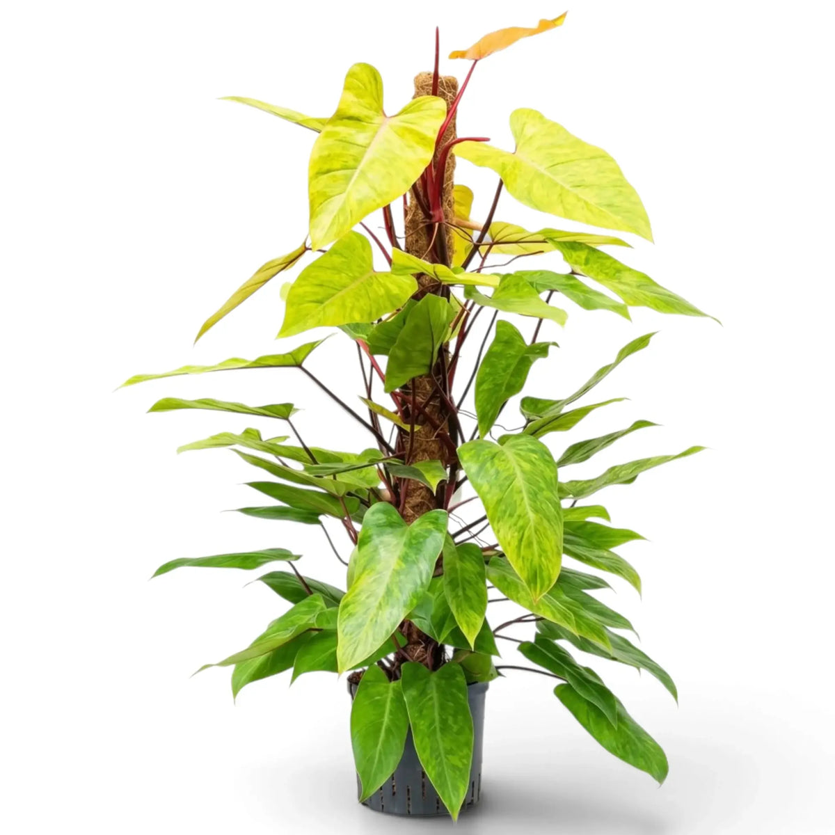 Großer Philodendron ‘Painted Lady’ mit limettengrün marmorierten Blättern an leuchtend roten Klettertrieben.