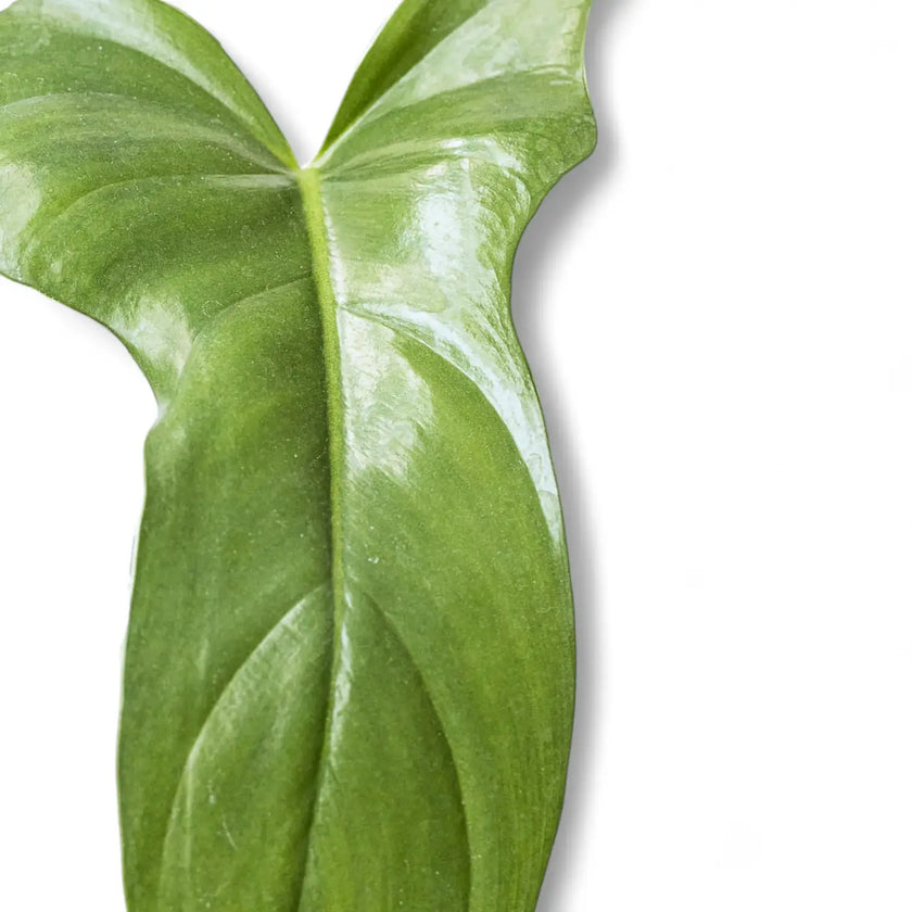 Nahaufnahme eines Blatts von Philodendron panduriforme vor weißem Hintergrund.