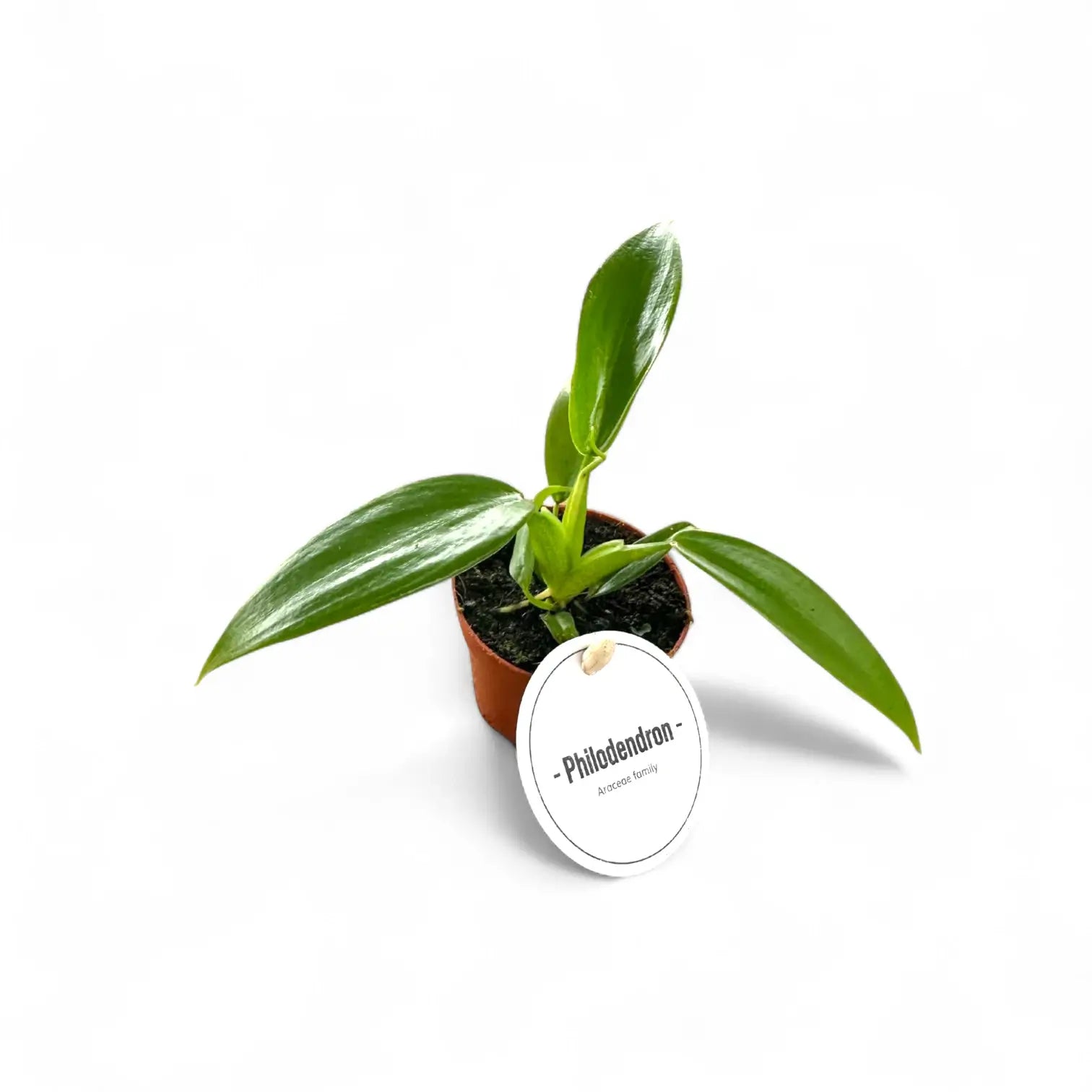 Philodendron panduriforme potted plant in nursery pot on white background.