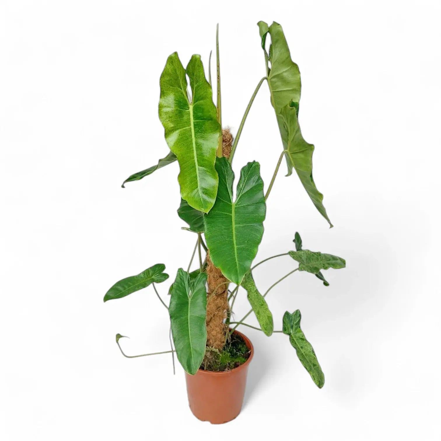 Philodendron 'Paraiso verde' potted plant in nursery pot on white background.