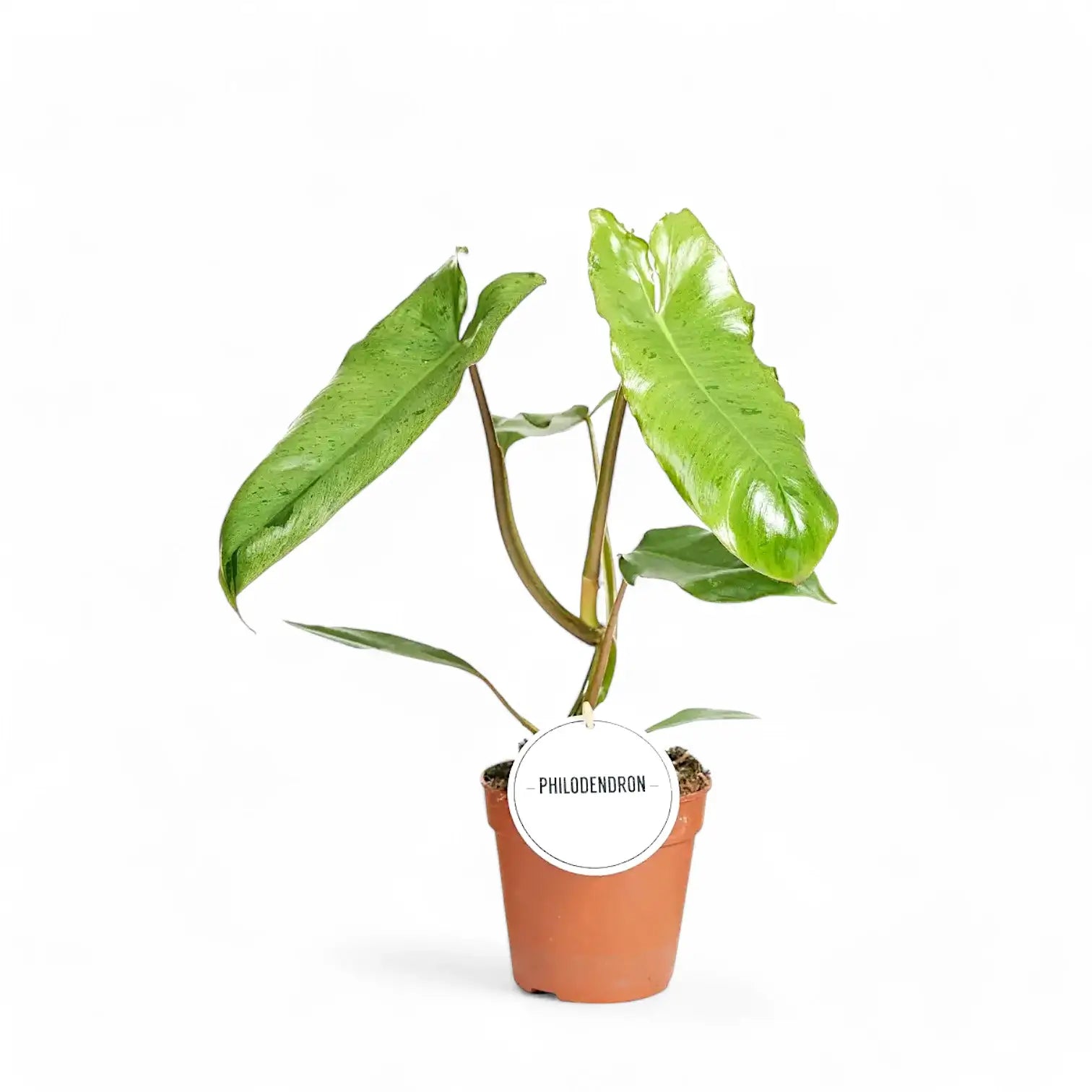 Philodendron 'Paraiso verde' potted plant in nursery pot on white background.