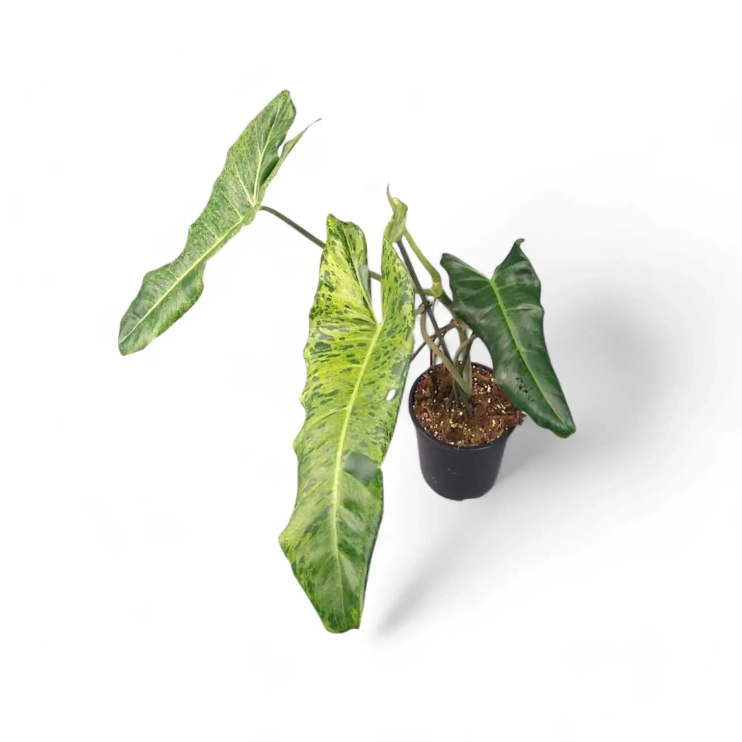 Philodendron 'Paraiso verde' potted plant in nursery pot on white background.