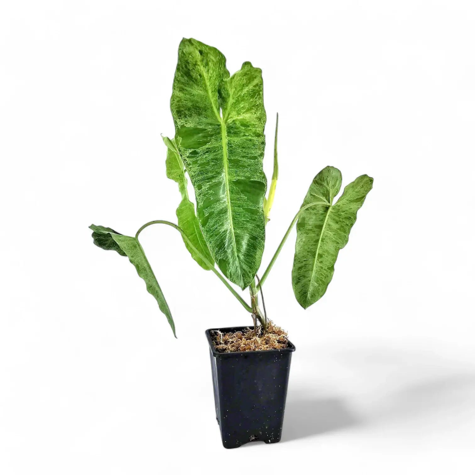 Philodendron 'Paraiso verde' potted plant in nursery pot on white background.