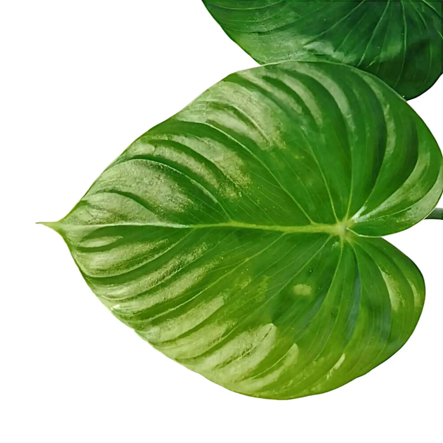 Philodendron pastazanum leaf detail on white background.
