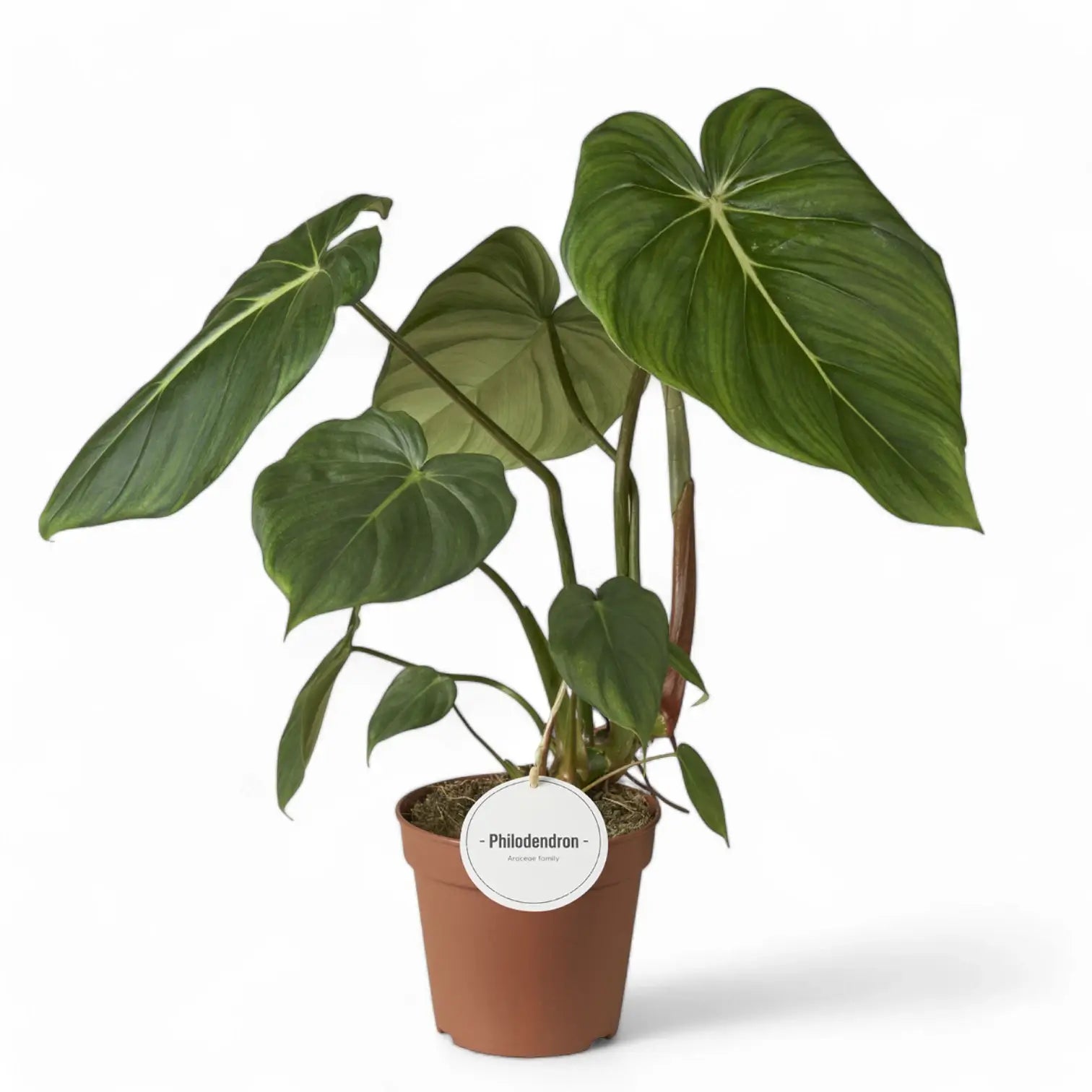 Philodendron pastazanum potted plant in nursery pot on white background.