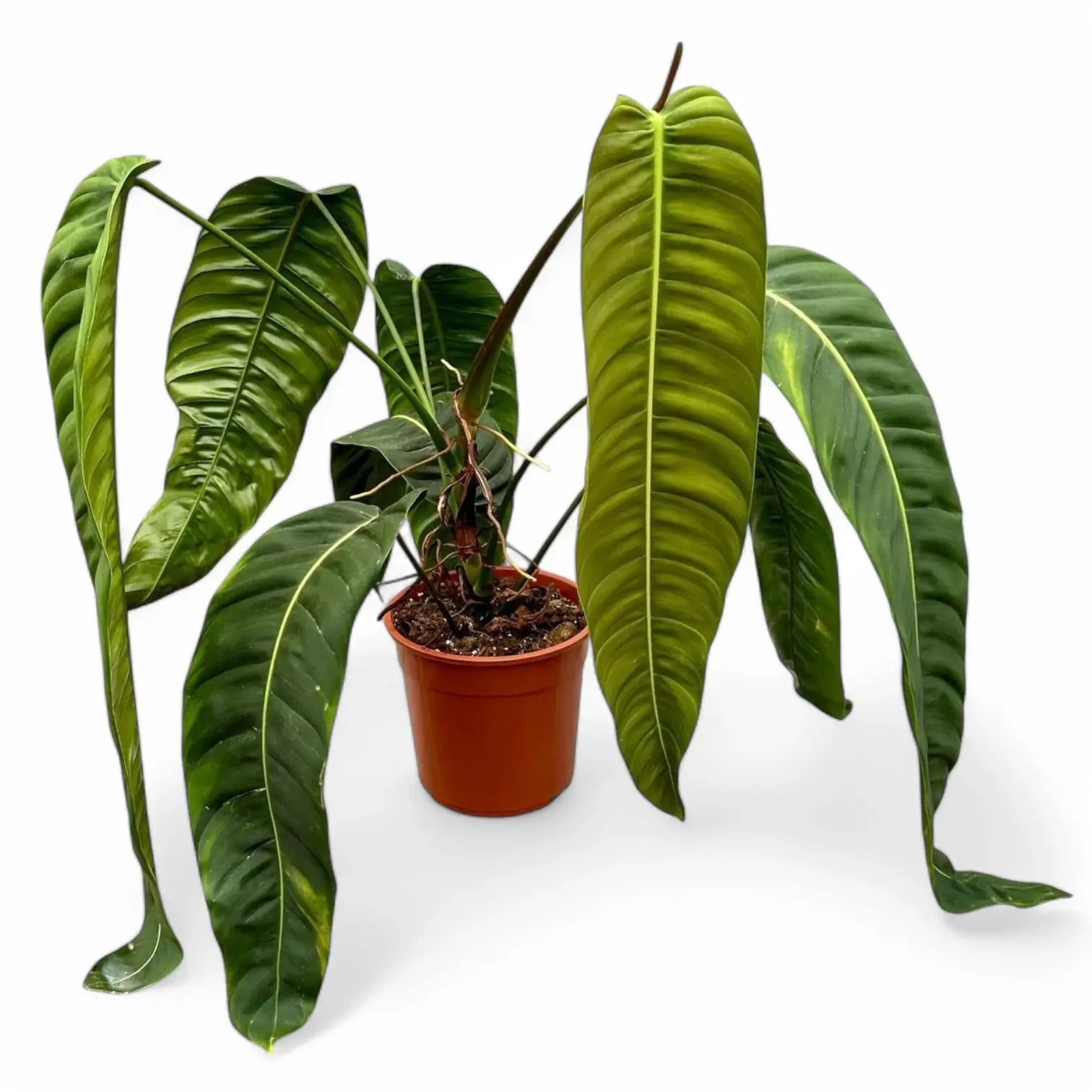 Philodendron patriciae potted plant in nursery pot on white background.